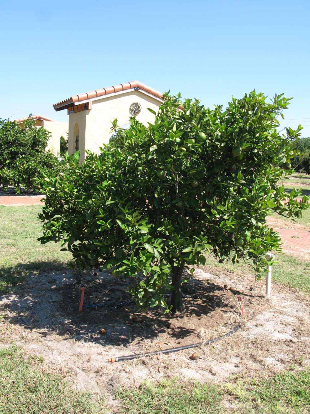              Habit (Winter Haven, FL)       